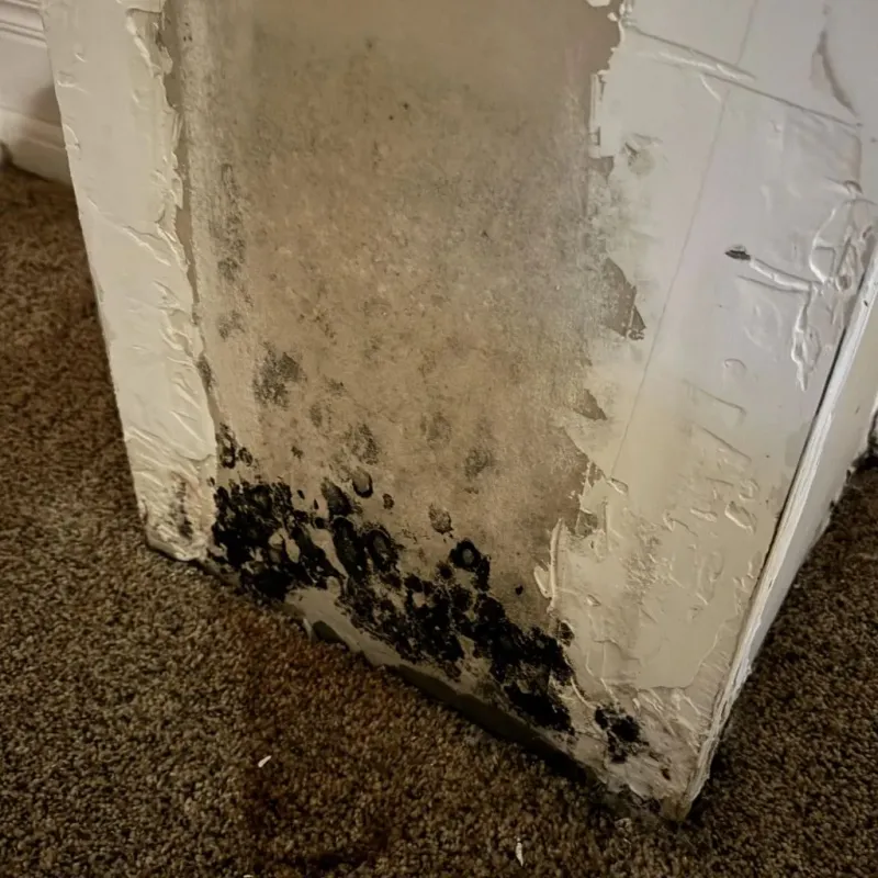 Professional Mold Removal in Hartford City, IN